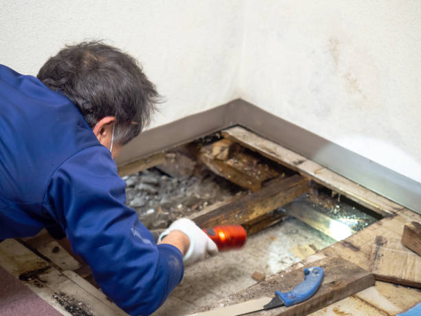 Best Professional Mold Removal  in Hyde, PA