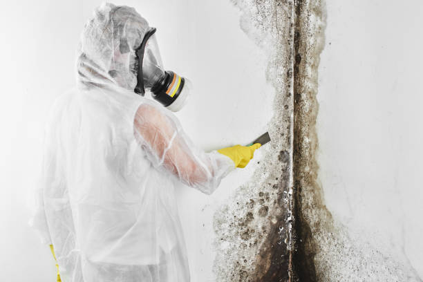 Best Mold Damage Repair  in Hyde, PA