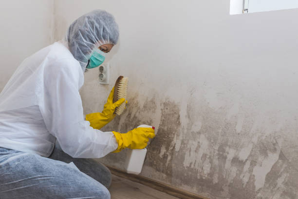 Best Commercial Mold Removal  in Hyde, PA