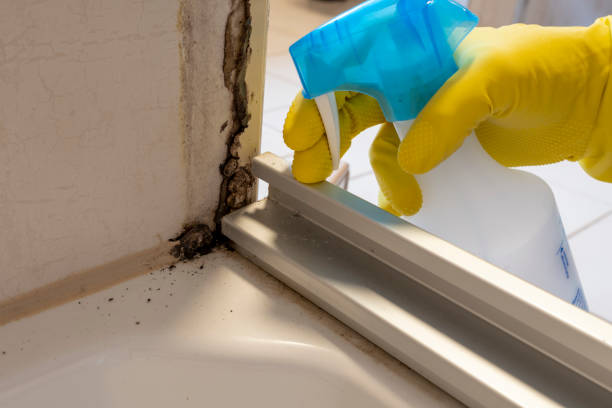 Best Affordable Mold Removal  in Hyde, PA