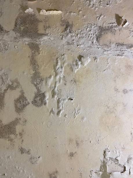 Mold Removal and Inspection in Hyde, PA